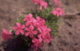 Flox - Phlox 'Red Admiral'