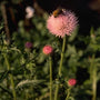 Cirsium japonicum 'Pink Beauty'