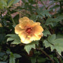 Pioen Paeonia suffruticosa 'Yellow'