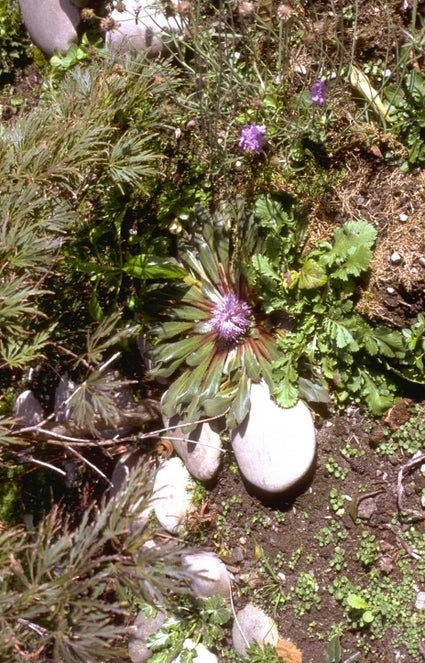 Carduncellus rhaponticoides