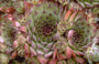 Sempervivum tectorum 'Bicolor'