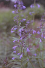 Veldsalie - Salvia Pratensis 