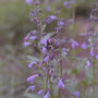 Veldsalie - Salvia Pratensis 