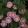 Dagschone - Convolvulus tricolor 'Rose Ensign'