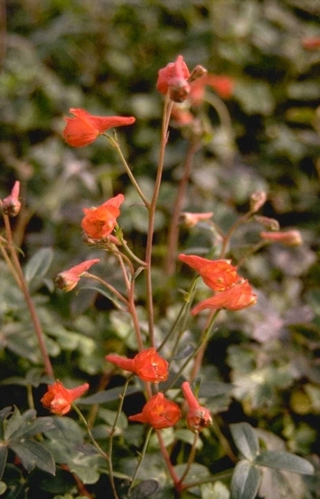 Ridderspoor - Delphinium nudicaule