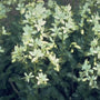 Vuurwerkplant - Dictamnus albus 'Albiflorus'