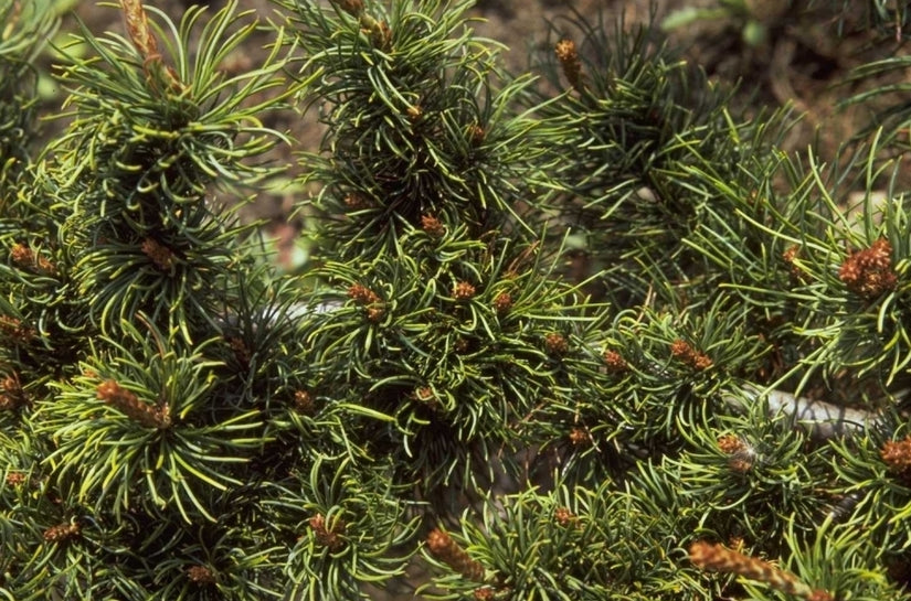 Pinus parviflora 'Fukusumi'
