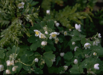 Isopyrum thalictroides