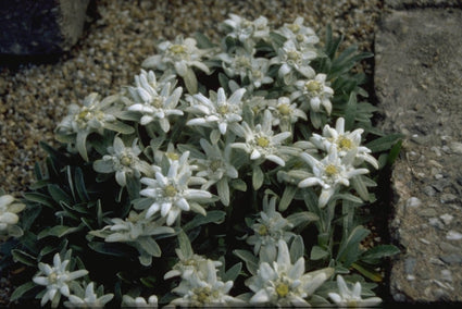 Leontopodium alpinum subsp. nivale
