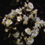 Scheefblad - Begonia semperflorens 'Wit'