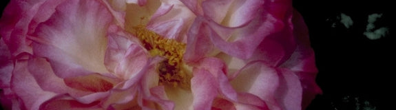 Grootbloemige roos - Rosa 'Colbert'