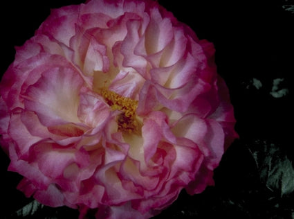 Grootbloemige roos - Rosa 'Colbert'