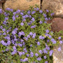 Steenzaad - Lithodora diffusa 'Heavenly Blue'