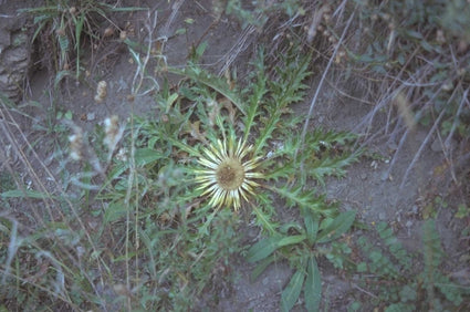 Carlina acanthifolia