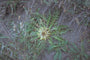 Carlina acanthifolia