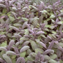Echte salie - Salvia officinalis 'Purpurascens'