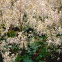 Saxifraga cortusifolia var. fortunei