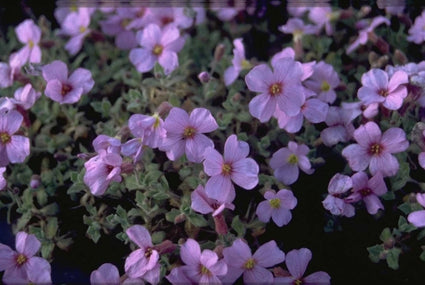 Aubrieta 'Moerheim'