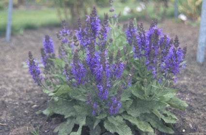 Salie - Salvia nemorosa 'Sensation Blue'