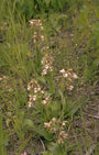 Epipactis palustris