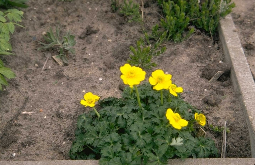 Trollius pumilus