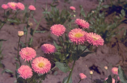 Asperula nitida