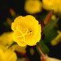 Teunisbloem - Oenothera fruticosa 'Golden Sunlight'