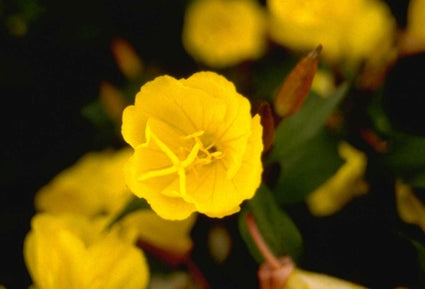 Teunisbloem - Oenothera fruticosa 'Golden Sunlight'