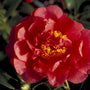 Camelia - Camellia japonica 'Kramer's Supreme'