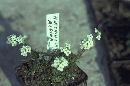 Beemdooievaarsbek - Geranium pratense 'De Bilt'