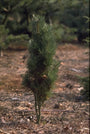 Pinus sylvestris 'Black Money'