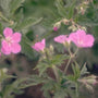 Ooievaarsbek - Geranium x oxonianum 'Claridge Druce'