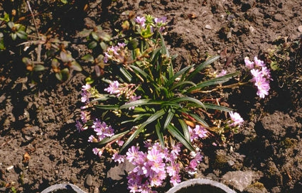 Lewisia pygmaea