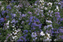 Anchusa capensis 'Dawn'