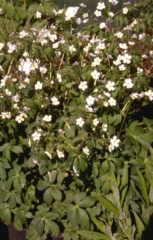 Witte boterbloem - Ranunculus aconitifolius