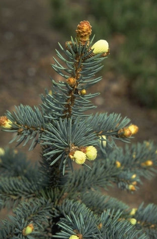 Picea pungens 'Domschke'