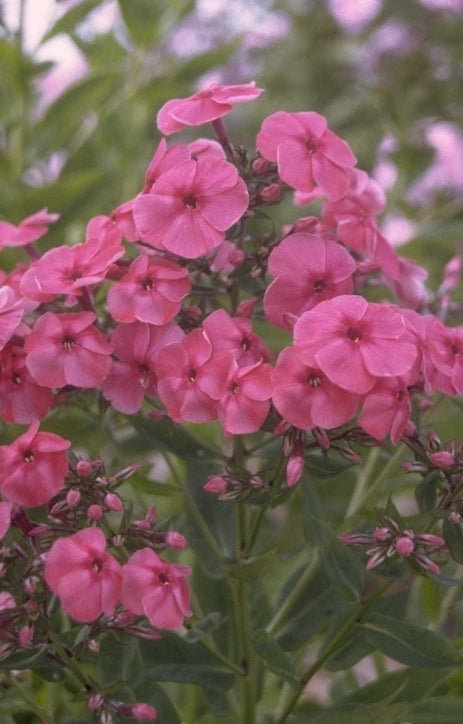 Flox - Phlox 'Kirchenfürst' - Yarinde bijzondere tuinplanten