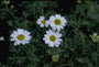Schubkamille - Anthemis punctata subsp. Cupaniana