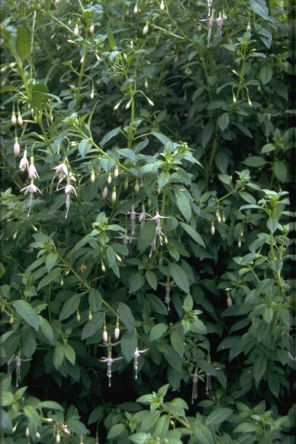 Fuchsia magellanica var. molinae