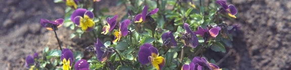 Driekleurige viooltje - Viola tricolor