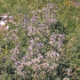 Kruisdistel - Eryngium bourgatii