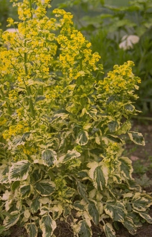Barbarea vulgaris 'Variegata'