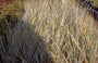 Hondstarwegras Elymus magellanicus