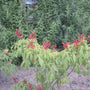 Rode pavia - Aesculus pavia 'Atrosanguinea'