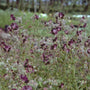 Donkere ooievaarsbek - Geranium phaeum