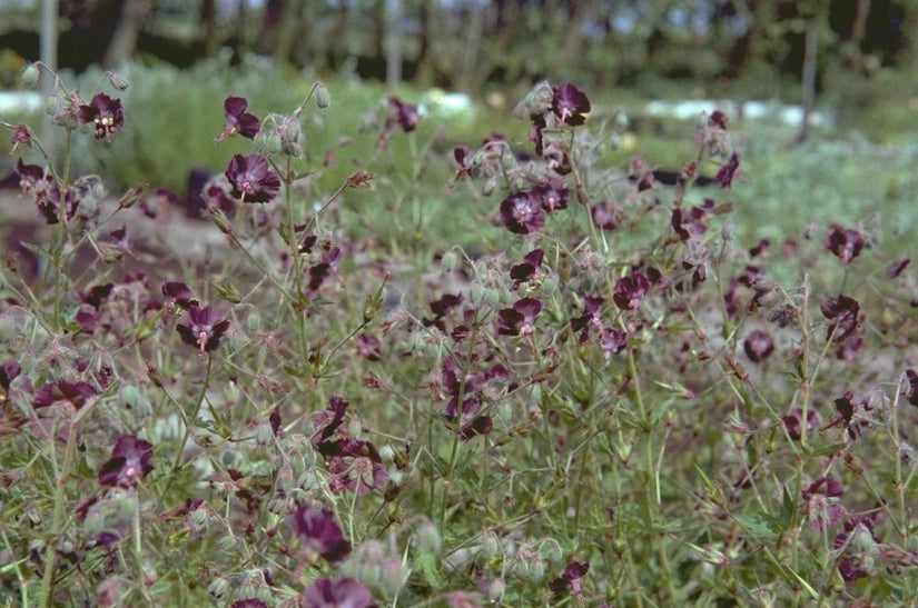 Donkere ooievaarsbek - Geranium phaeum