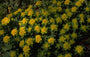 Kleurige wolfsmelk - Euphorbia polychroma