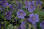 Ooievaarsbek - Geranium x magnificum 'Rosemoor'