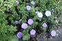 Ooievaarsbek - Geranium sanguineum 'Cedric Morris'