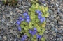 Klokjesbloem - Campanula garganica 'Dickson's Gold'